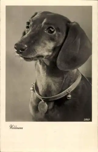 Ak Hund, Dackel