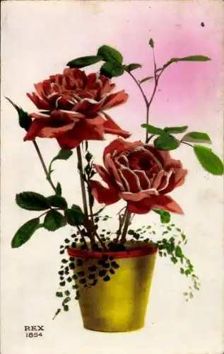 Ak Rosen im Blumentopf, Blumen