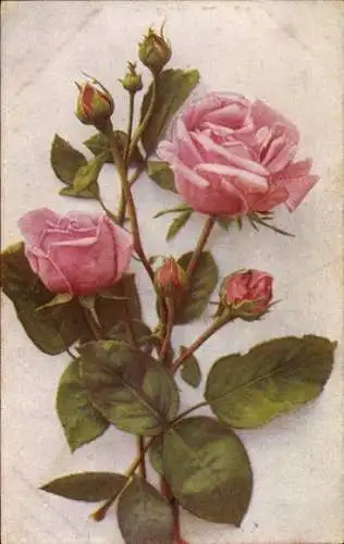 Ak Rosafarbene Rose, Blüten, Knospen