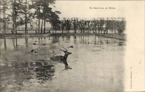 Ak Breau Seine et Marne, Jagd, Hirsch im Wasser, Hundemeute