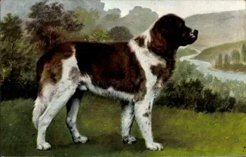 Ak Hund, Bernhardiner