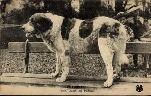 CPA Les Pyrénées, Chiens des Pyrenées, Bernhardiner