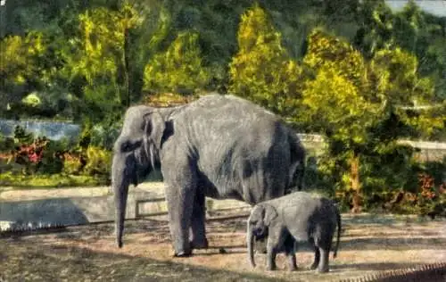 Ak Elefanten, Elefantenkuh