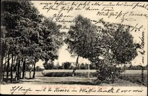 Ak Munster an der Örtze Lüneburger Heide, Waldweg bei Munster in der Lüneburger Heide