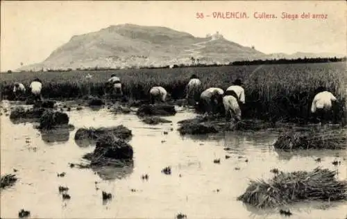 Ak Ciudad de Valencia España, Cullera, Siega del arroz