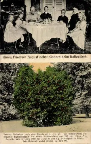 Ak König Friedrich August III. von Sachsen mit seinen Kindern, Kamelienbaum im Schlosspark Pillnitz