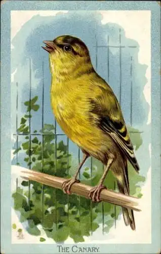 PC Birds, Canary