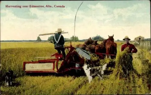 PC Alberta Canada, Harvesting near Edmonton