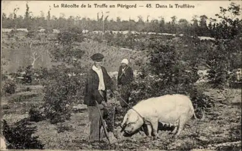 CPA Périgord Dordogne, Recolte de la Truffle