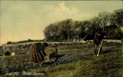 Ak Irland, Bauern, Kartoffelernte