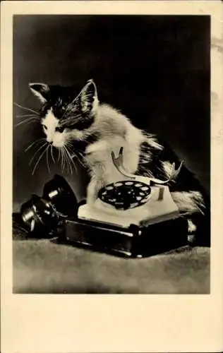 Ak Junge Katze, Telefon, Tierporträt