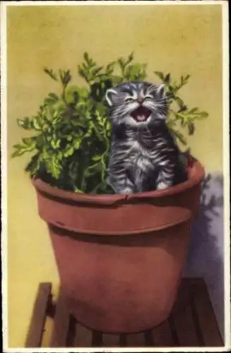 Ak Kleine getigerte Katze sitzt in einem Blumentopf.