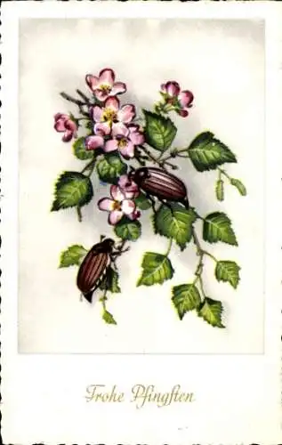 Ak Glückwunsch Pfingsten, Maikäfer auf Birkenast