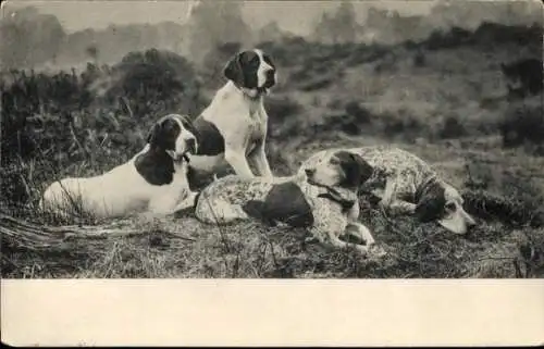 Ak Jagdhunde, nach der Jagd