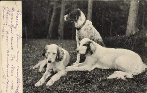 Ak Drei Hunde, Jagdhunde