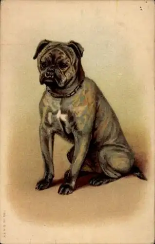 Künstler Ak Boxer, Hund