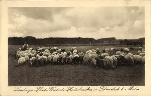 Ak Schmarbeck Faßberg Lüneburger Heide, Weidende Heidschnucken in Schmarbeck bei Müden