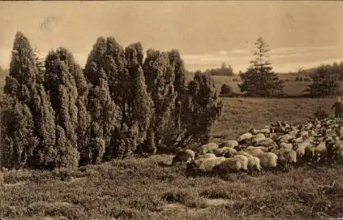 Ak Müden an der Örtze Faßberg Lüneburger Heide, Heidelandschaft mit Wacholderbüschen und Schaf...