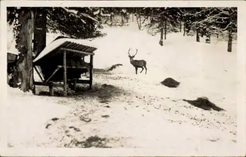 Foto Ak Hirsch, Wald, Schnee, Winter