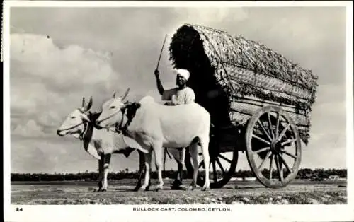 Ak Colombo Ceylon Sri Lanka, Bullock Cart, Kuhwagen, Person mit Peitsche