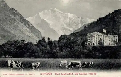 Ak Interlaken Kanton Bern Schweiz, Hotel Jungfraublick, Jungfrau, Berglandschaft, Kühe