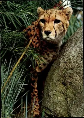 Ak Hannover in Niedersachsen, Zoologischer Garten, Gepard