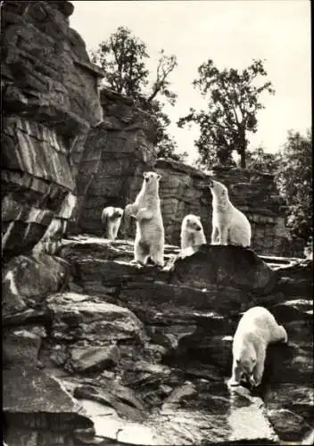 Ak Berlin Lichtenberg Friedrichsfelde, Tierpark, Eisbärenfreianlage, Eisbären