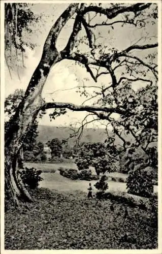 Ak Buea Kamerun, Landschaftsansicht, Baum, Person im Vordergrund, Gebäude im Hintergrund