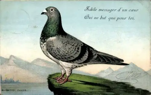 Ak Taube, Vogel, Tierporträt