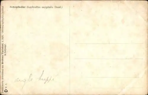 Künstler Ak Schopfadler landet auf einem Ast