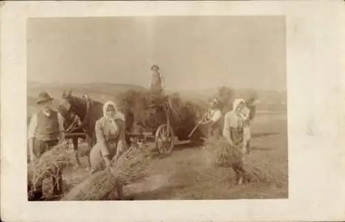 Foto Ak Landwirtschaft, Ernte