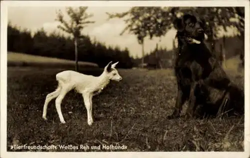 Ak  Mühlhausen Bad Elster Vogtland, Weißes Reh, Hofhund, Tierfreundschaft, Natur, Grüne Wiese