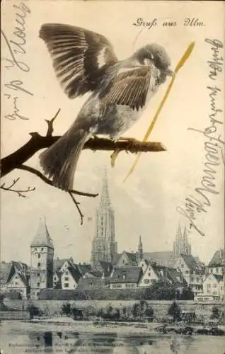 Ak Ulm an der Donau, Münster, Ulmer Spatz