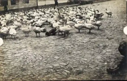 Foto Ak Gänse auf der Straße, Vögel