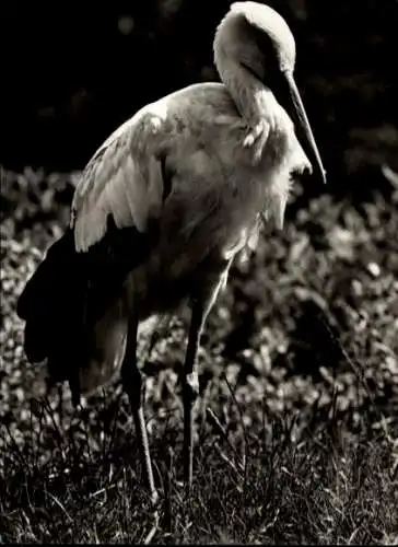 Ak Zoologischer Garten, Storch