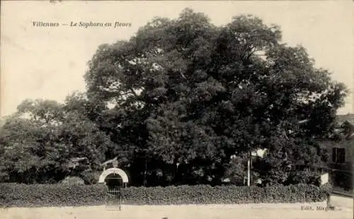 Ak Villennes sur Seine Yvelines, Sophora en fleurs