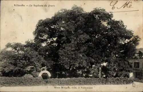 Ak Villennes sur Seine Yvelines, Sophora en fleurs