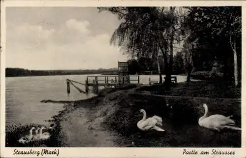 Ak Strausberg in der Mark,  am Straussee, Schwäne im Vordergrund