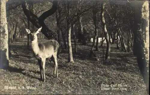 Ak Weyer in Oberösterreich, Reh im Wald