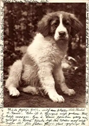 Künstler Ak Herrlich, L., Bernhardiner, Porträt