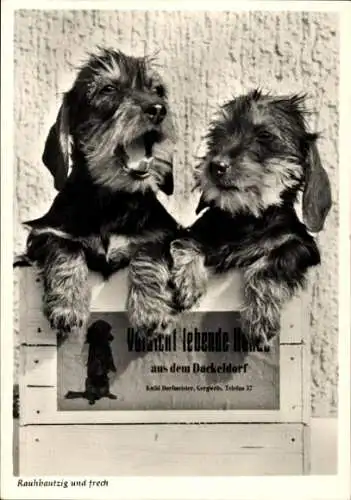 Ak Rauhbautzig und frech, 30 Jahre Dackelzucht Kathie Dorfmeister, Dackeldorf Gergweis Vils
