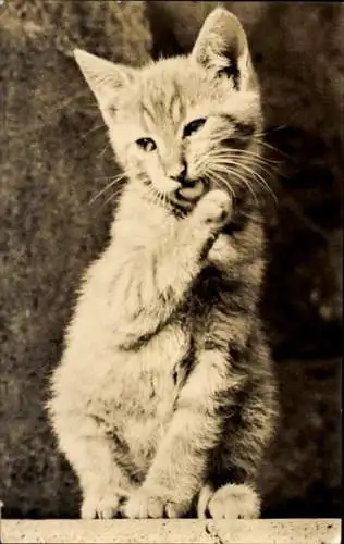 Ak Portrait einer Katze