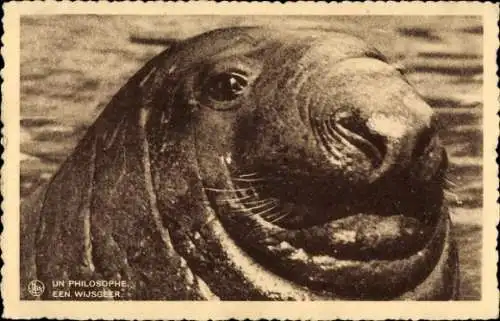 Ak Nahaufnahme eines Seelöwen