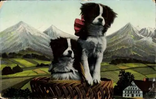 Ak Welpen, Bernhardiner