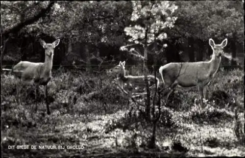 Ak Grollo Drenthe, Rehe