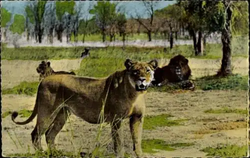 Ak Löwen in der Natur