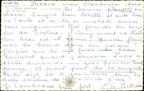 Ak Löwen in der Natur