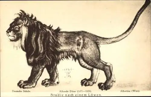 Ak Wien 1 Innere Stadt, Albrecht Dürer, Studie nach einem Löwen