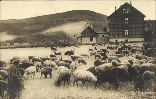 Ak Bauernhof, Schafe