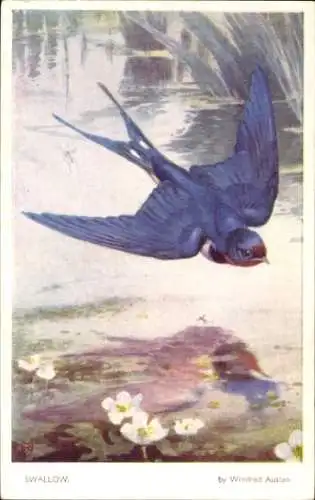Künstler Ak Austen, Winifred, Schwalbe, Teich
